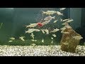 Речные рыбы в аквариуме/Кормление