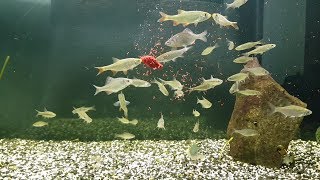 Речные рыбы в аквариуме/Кормление Речные рыбы в аквариуме/Кормление