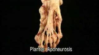 Acland's DVD Atlas of Human Anatomy DVD 2: The Lower Extremity screenshot 4