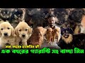 German Shepherd, Golden Retriever & Culture Pom Home Breed Puppies Sale Low Price.
