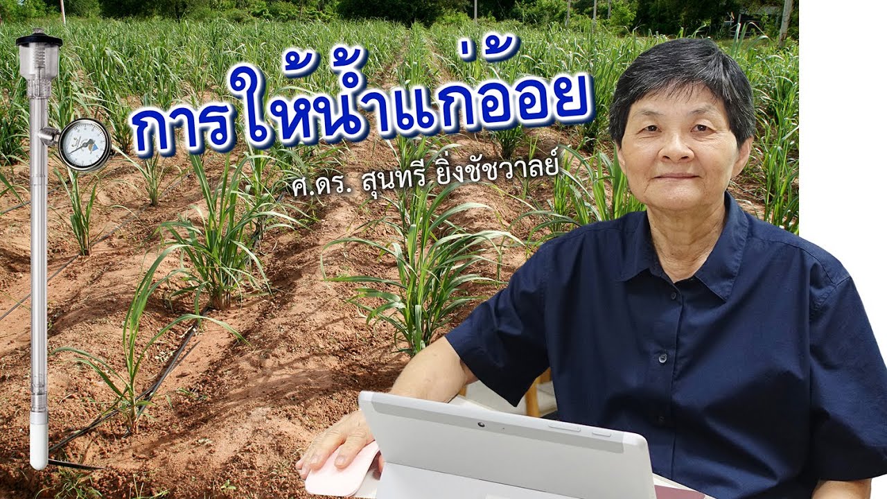 อ้อย - ตอนที่ 4 - การให้น้ำแก่อ้อย