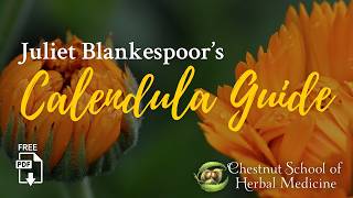 🏵️ Free Calendula Guide from Chestnut School's Juliet Blankespoor
