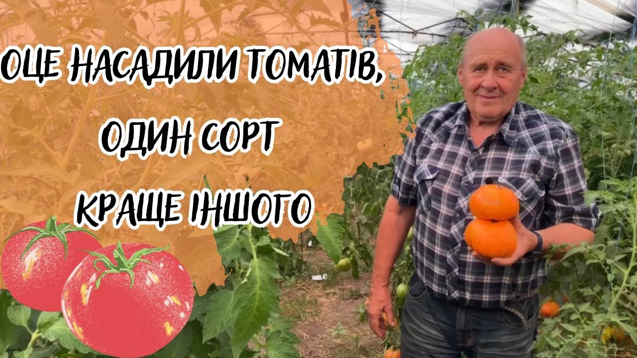 Оце насадили томатів, один сорт краще іншого!
