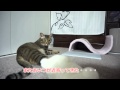 旅行帰宅時の猫の様子