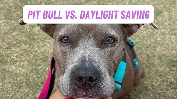 My Pit Bull vs. Daylight Saving Time ☀️