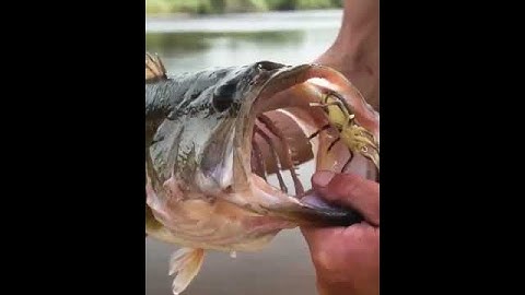 Mồi nhện giả câu lure, mồi nổi câu cá lóc chẽm cực nhạy | Video câu cá giải trí | Lure Fishing