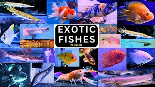 EXOTIC FISHES IN DELHI | AQUARIUM FISHES | IMPORTED FISHES | AQUARIUM | EXOTIC LIFE #17