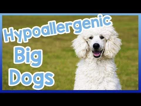 וִידֵאוֹ: האם גורי Goldendoodle רגועים?