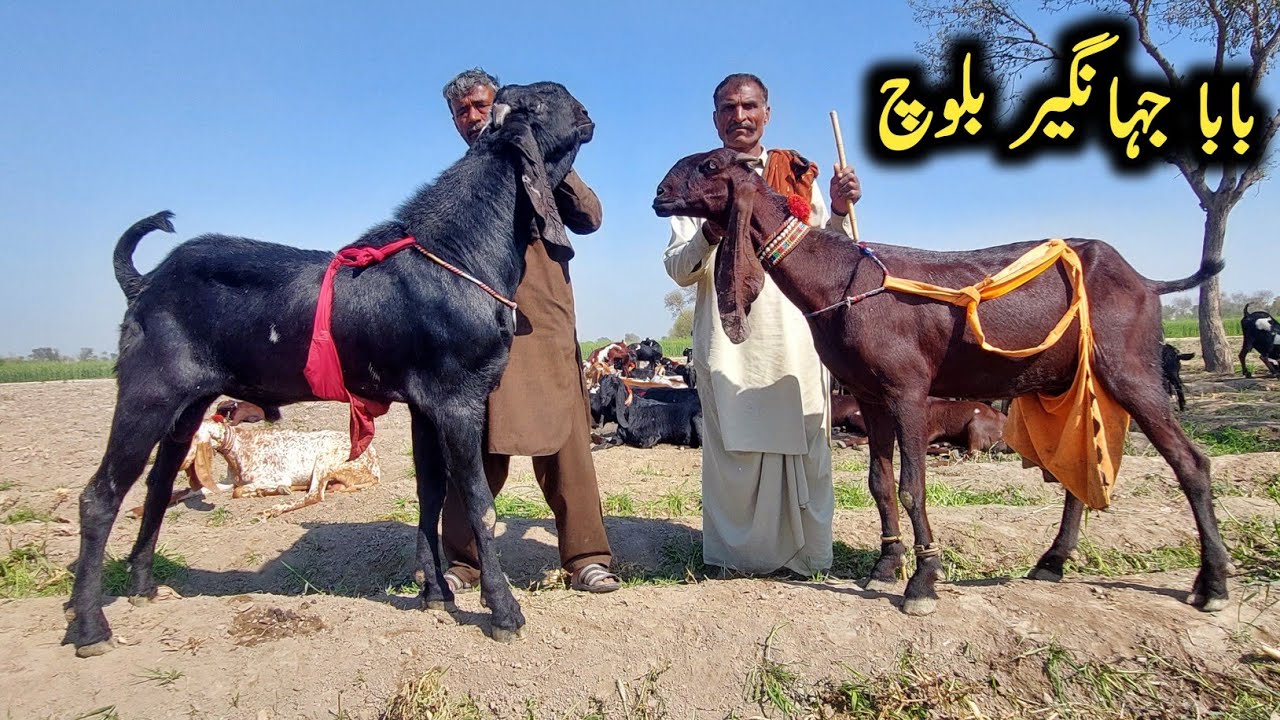 Big Size Beetal Goats Of Baba Jahngeer-Big Beetal Goats In Pakpattan ...