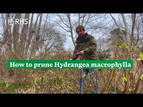 How To Take Hydrangea Cuttings Rhs