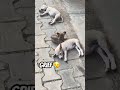 Puppy Is Feeling Blue #shortsviral #youtubeshorts #shortsfeed #pets #shortsvideo #animals #puppy