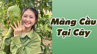 Ăn Mãng Cầu Tại Cây Cùng Trang Ở Đắk Lắk #shorts