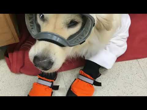 Service Dog Sampson works in a research laboratory