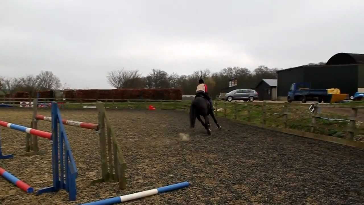 Dressage horses' biggest jump YouTube
