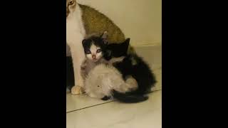 Mother love #cat #catvideos #shortvideo #trending
