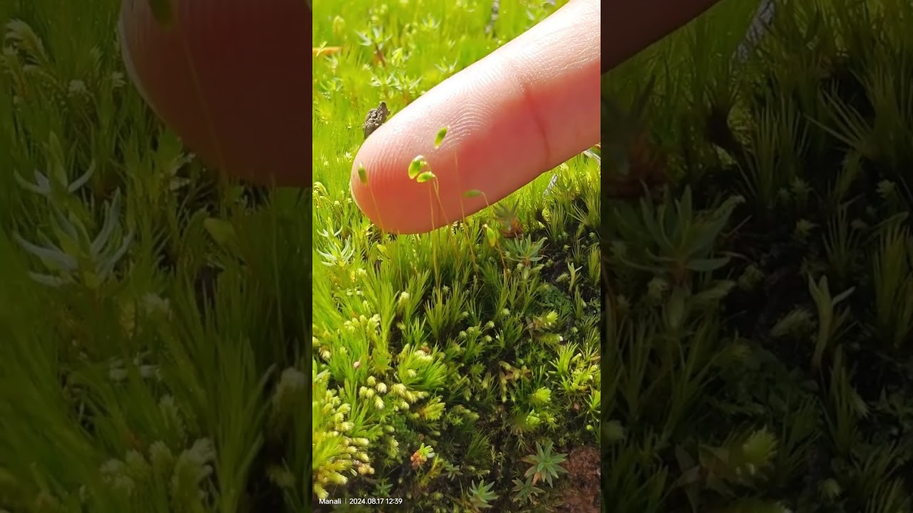 the life cycle of moss .easy to understand the life cycle of moss   science_center_2024