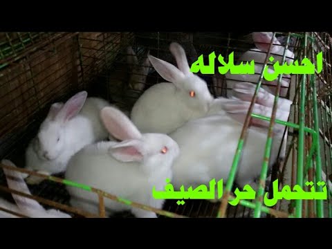 فيديو: دخان لؤلؤة الأرنب