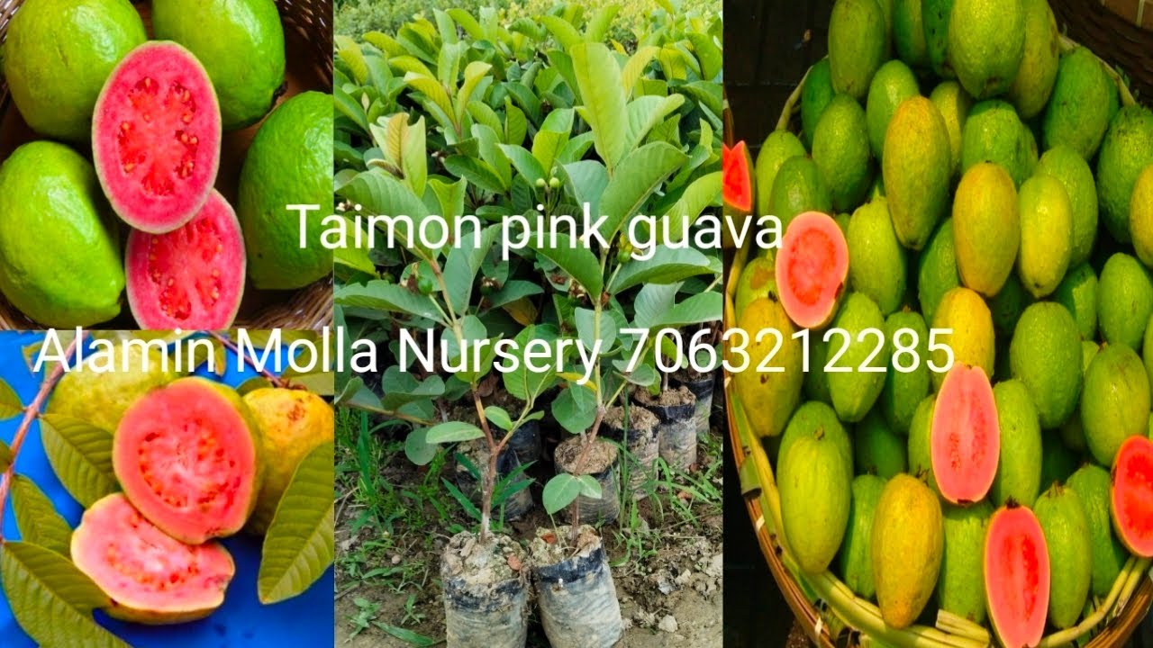 Taimon pink guava Alamin Molla Nursery west bengal kolkata north 24 parganas 7063212285