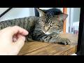 飼い主が凶暴猫を触ろうとした結果...
