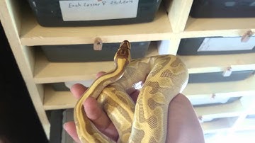 Ball python collection 2015 part 1