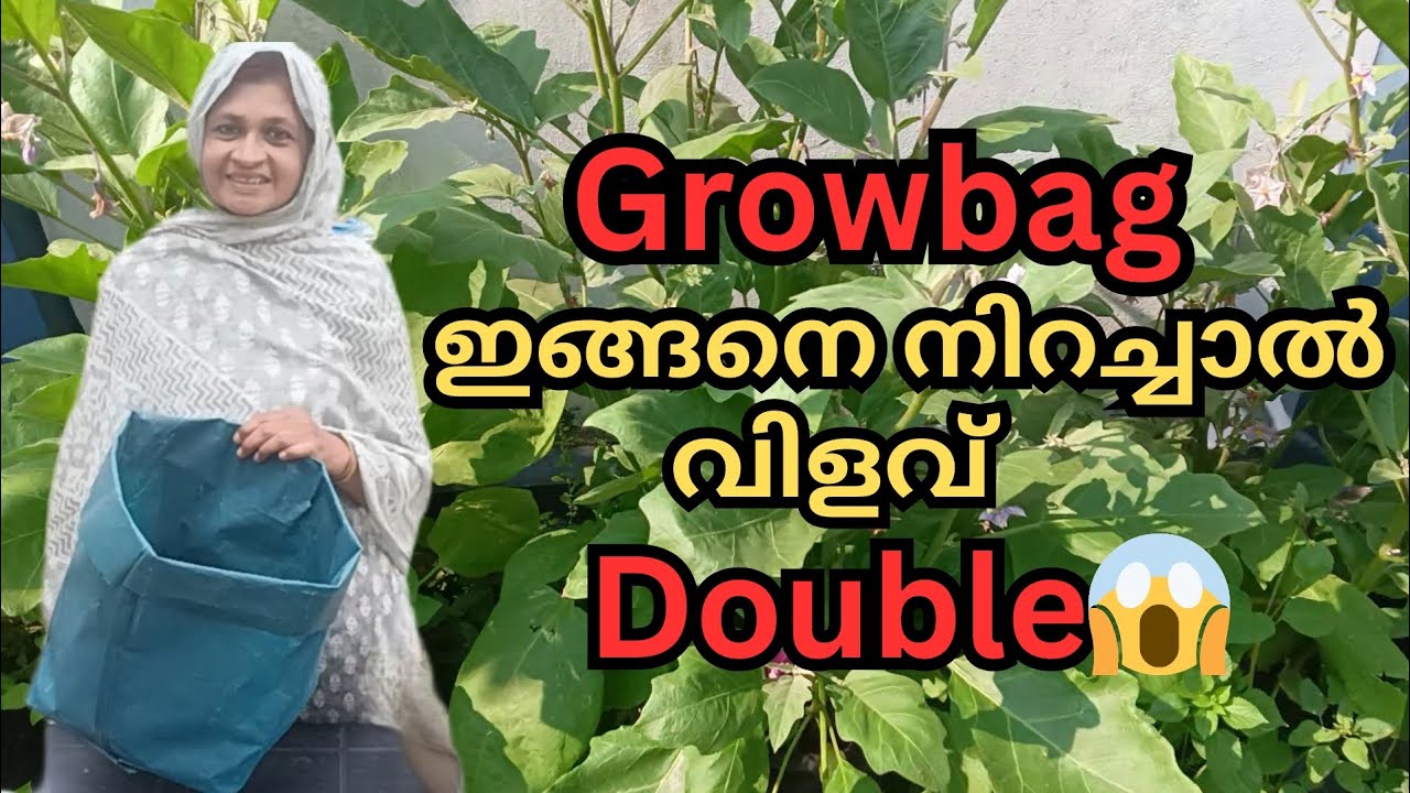 Grow bag filling Malayalam | Grow bag ഇങ്ങനെ നിറച്ചാൽ 😱 Double yield secret