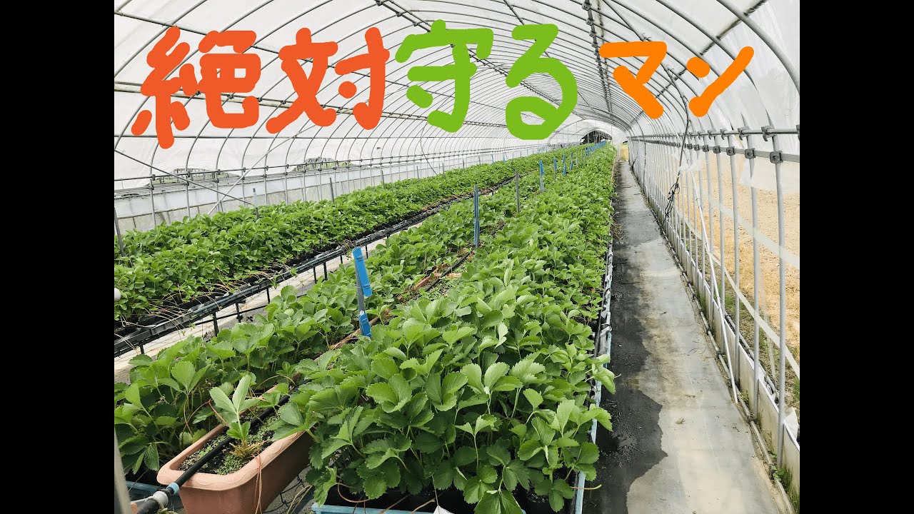 【農業】最恐の病気「炭疽病」の抑制率99.7％。いちごのプロが語る抑制の方法と考察