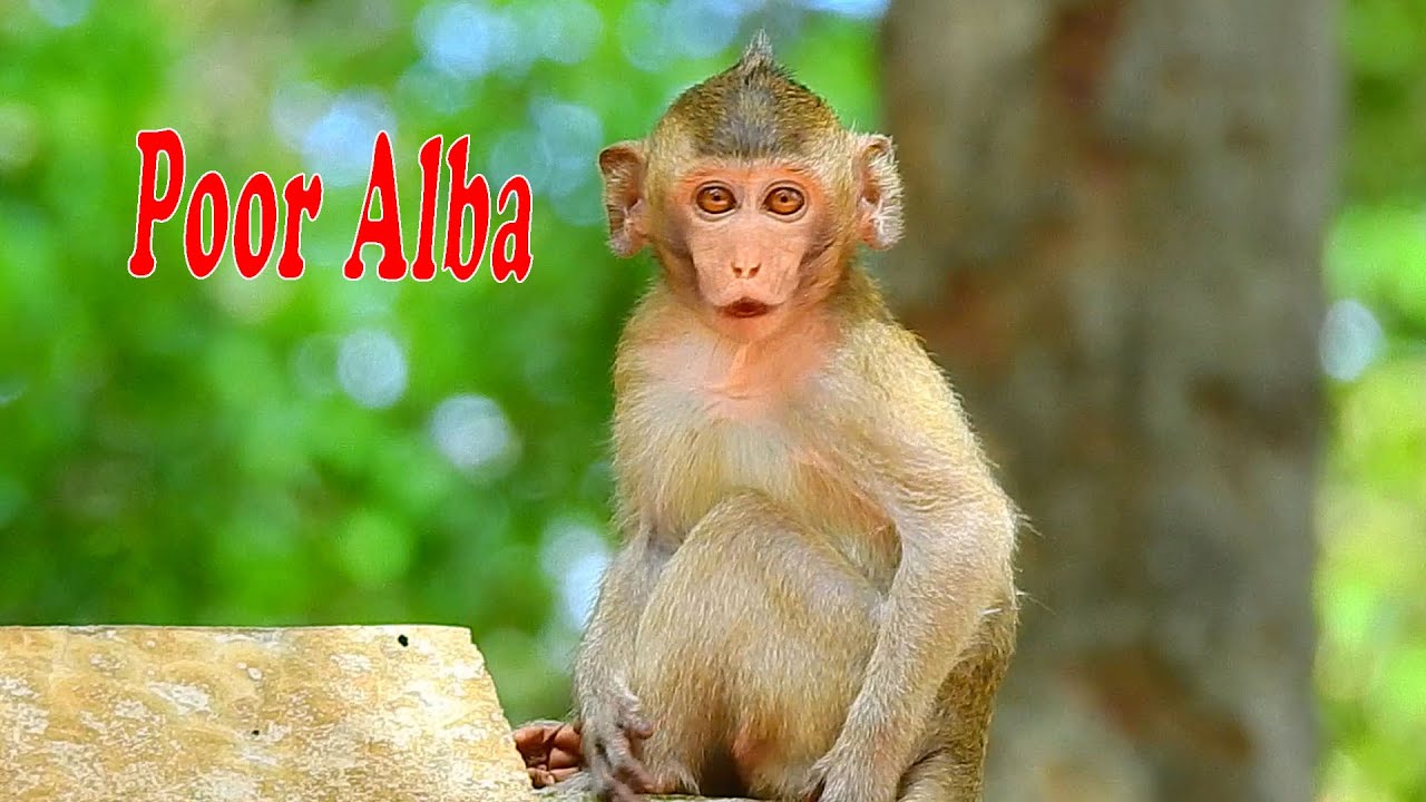 Tiny baby Alba cries calling mom come back