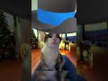 gatinho #humor