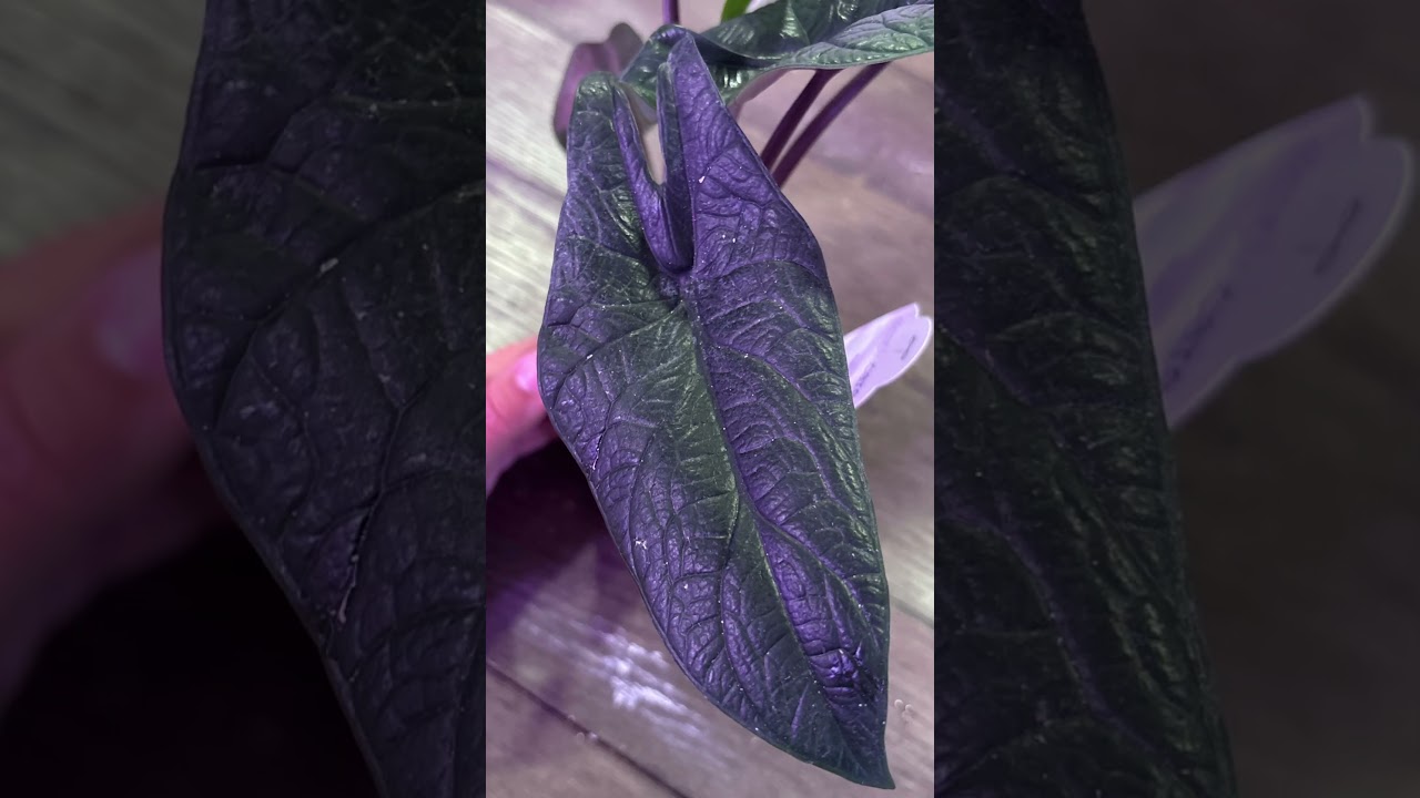 Alocasia Scalprum – Tiny Plant, Big Personality! 