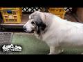 お散歩順番待ちはとっても不服そうなベルとリリーです Great Pyrenees グレートピレニーズ