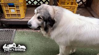 お散歩順番待ちはとっても不服そうなベルとリリーです　Great Pyrenees　グレートピレニーズ