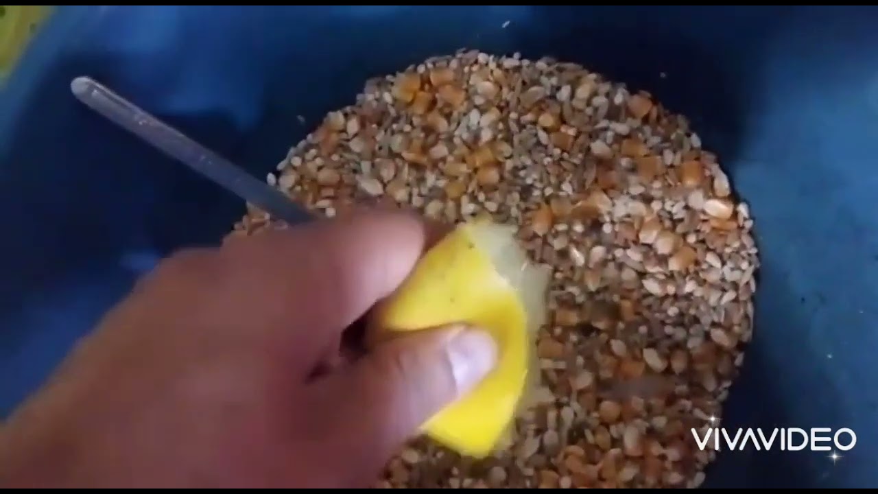 إستقبال الحمام بعد وصوله من السباق صخور الرحامنة 130km وطريقة تحضير ما يحتاجه من الأكل المناسب🕊️💯🕊️💯