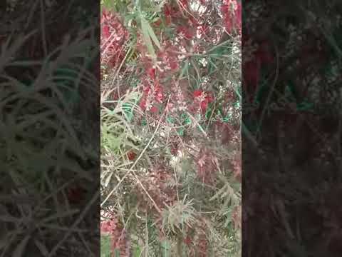 شجرة فرشاة الزجاجة الحمراء