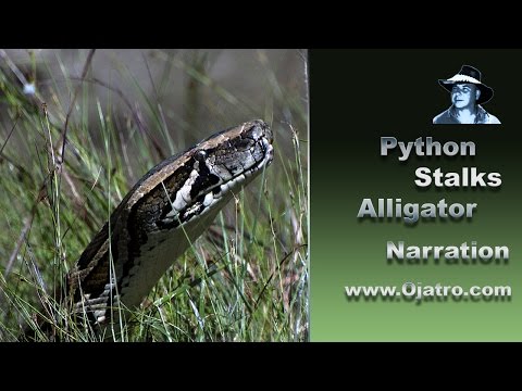 Python stalks Alligator 01 Narration
