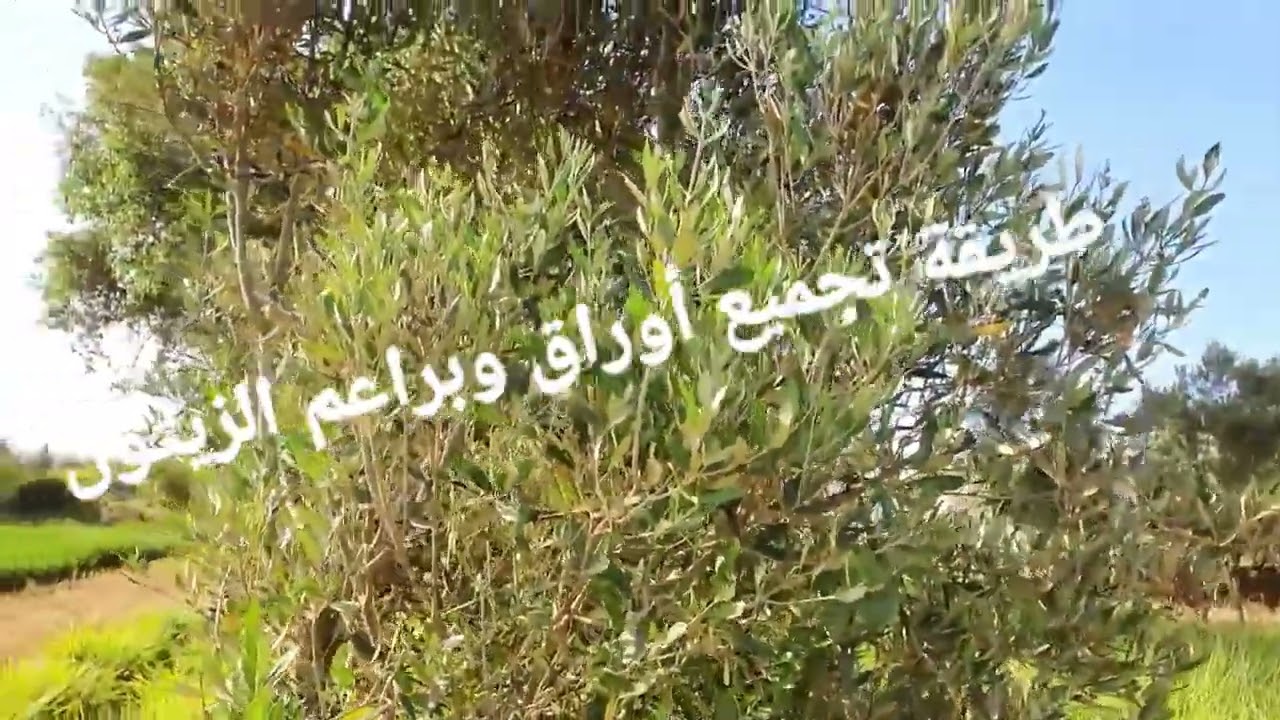 الدكتور محمد فائد // طريقة تجميع أوراق وبراعم الزيتون للاستعمال الغذائي والصحي