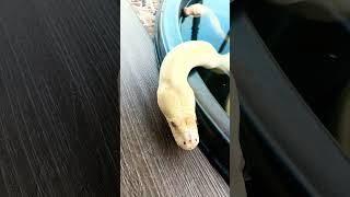 Handling a Giant: Burmese Python Basics