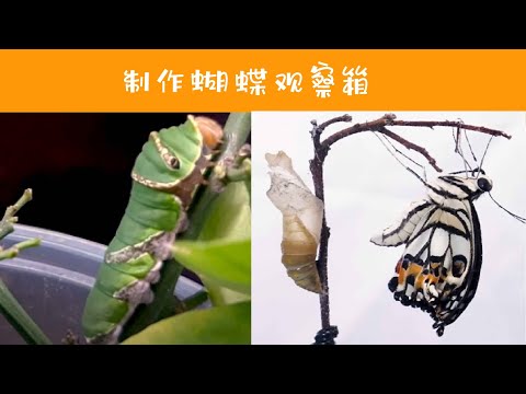 毛毛虫变蝴蝶的观察记录 Butterfly Lifecycle Eco Tank l How to raise caterpillar into butterfly野人教室-儿童自然教育线上课程