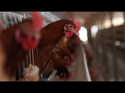 Why NOW is the RIGHT time to get into Poultry Farming Business in Kenya