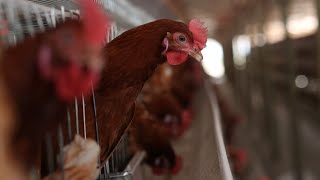 Why NOW is the RIGHT time to get into Poultry Farming Business in Kenya screenshot 4