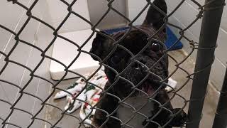 Dogs at the Olathe Animal Shelter, March 2,2020