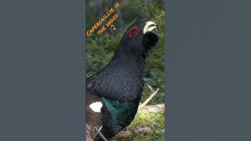 Capercaillie in the wood / Grand tétra ds bois #nature #wildlife #suisse #grandtétra #capercaillie