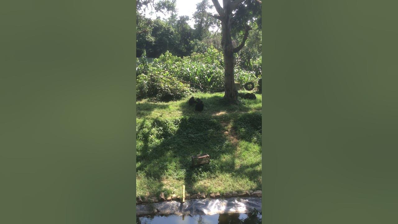 What noise do Chimpanzees Make? Chimps kissing shorts YouTube