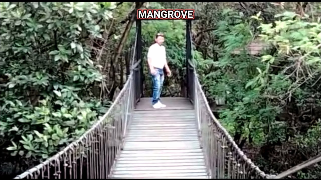 wisata alam hutan mangrove Jakarta ( part 2 ) YouTube