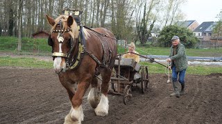 Horse drawn  potato planting machine