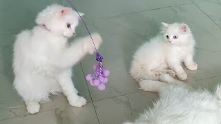 Nauty cat | masty cat | fanny cat video| cat fighting video| cat enjoy video| cat sleeping video|
