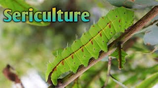 Sericulture in Jhargram district of Westbengal.