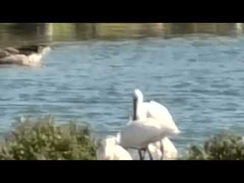 Panasonic V900 zoom test RSPB Snettisham Waders land & Spoonbills 25aug26 347p 2k