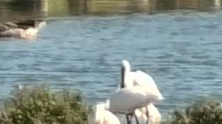 Panasonic V900 zoom test RSPB Snettisham Waders land & Spoonbills  25aug26 347p 2k