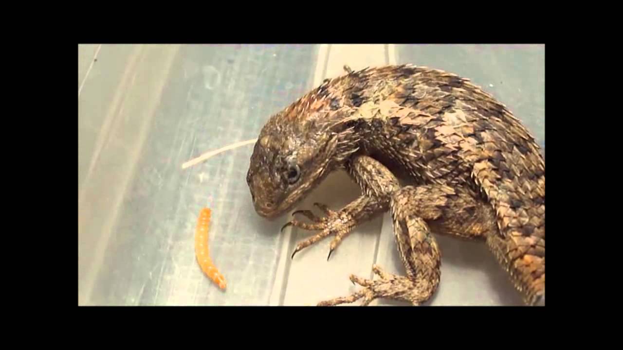 A Very Sad Case Wichita Falls Reptile Rescue YouTube