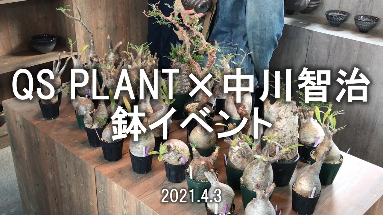 グラキリスの鉢を買いにキューエスプラントさんへ行ってきた/陶芸家 中川智治さんの作品紹介